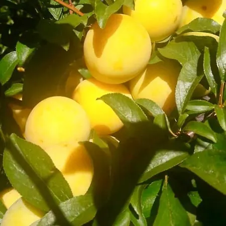 Casa Shanti La Palma Semesterbostad Puntagorda