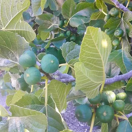 Casa Shanti La Palma Semesterbostad Puntagorda